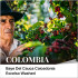 콜롬비아 바예 델 카우카 카이세도니아 엑셀소 워시드