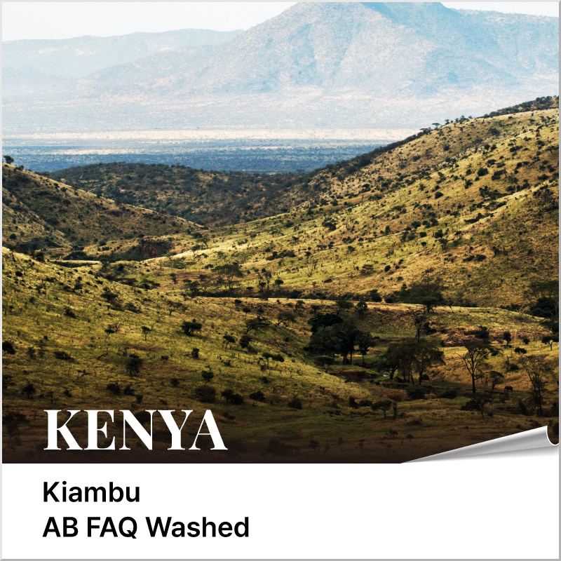 케냐 키암부 AB FAQ 워시드