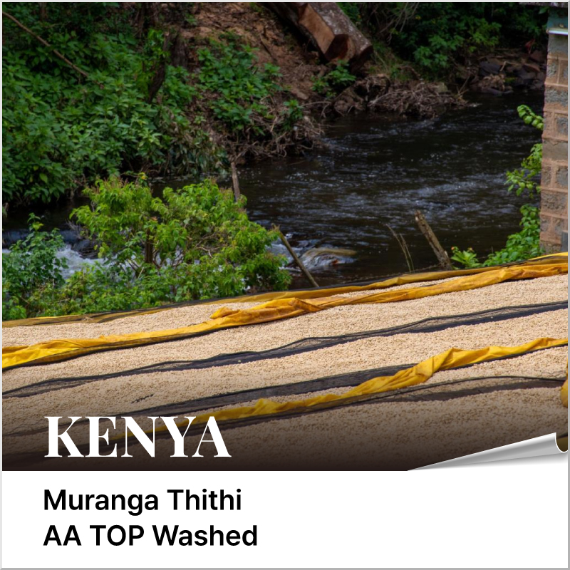 케냐 무랑가 티티 AA TOP 워시드 - 마이크로랏