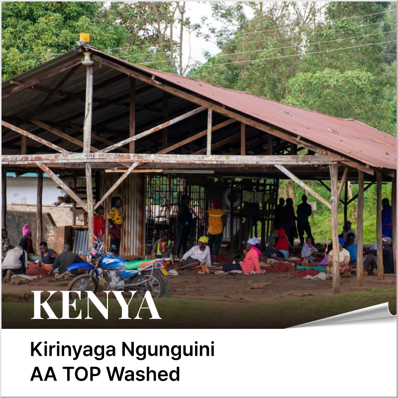 케냐 키리냐가 응구기니 AA TOP 워시드 - 마이크로랏