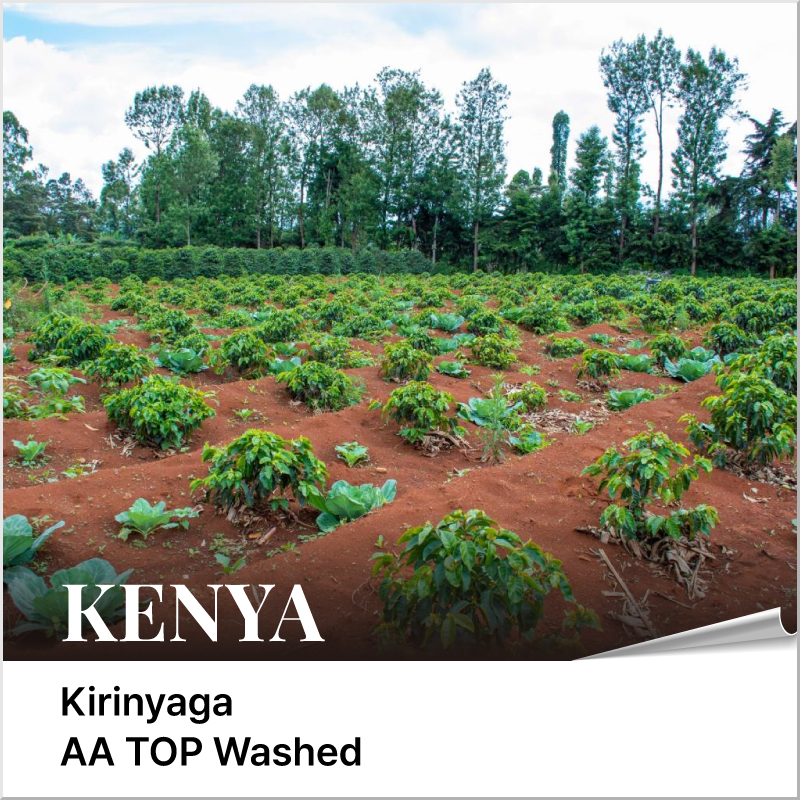 케냐 키리냐가 AA TOP 워시드 - 마이크로랏