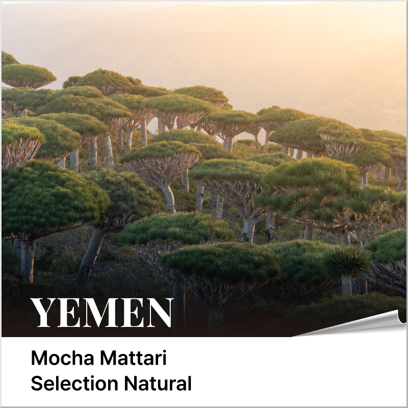 예멘 모카 마타리 셀렉션 내추럴